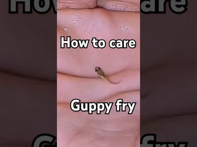 How to care guppy fry #shorts #viralshort #trending #explore #guppyfish #guppyfry #guppyfries #pets