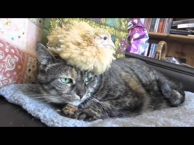 【動物】猫とウズラ