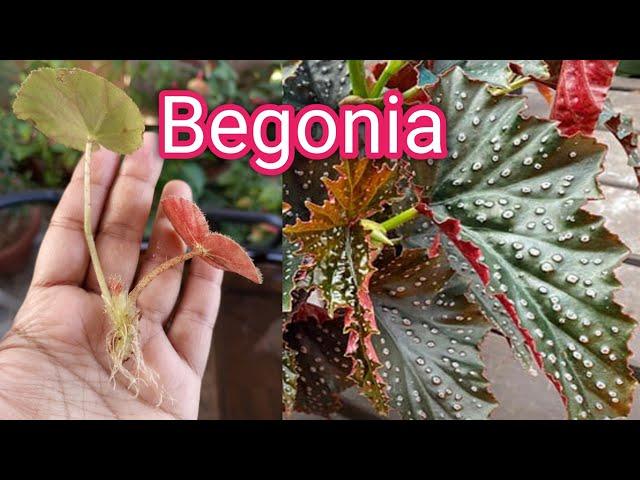 How to grow and Propagate cane begonia / Angel Wing Begonia / water propagation of begonia