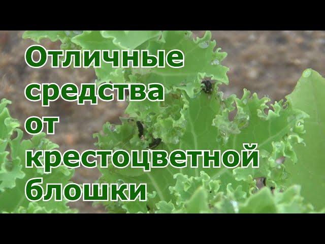 Как спасти посадки от крестоцветной блошки. Проверенные народные методы борьбы от вредителя капусты.