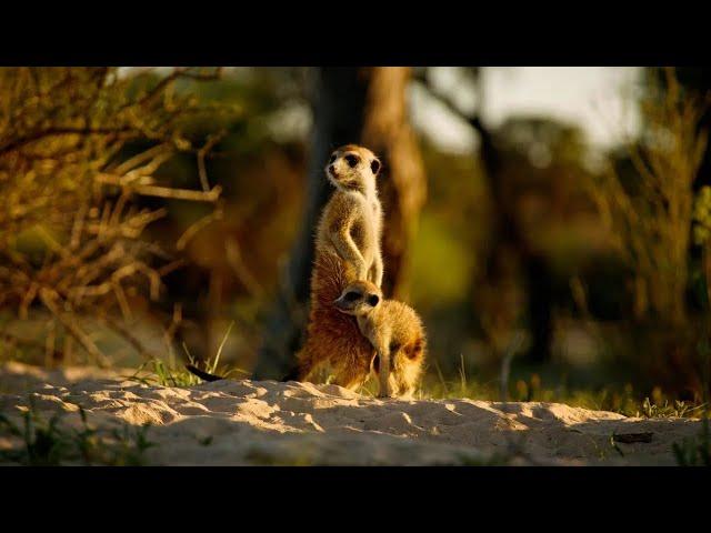 Doku - Kalahari Gesetz der Wildnis, Regenzeit - Tier Pflanzen Natur HD Dokumentation 2023 UL