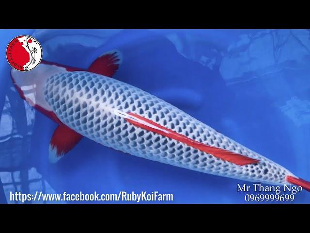 Good Quality koi Asagi, Oya Koi Farm, 3 5 year, 70cm, female