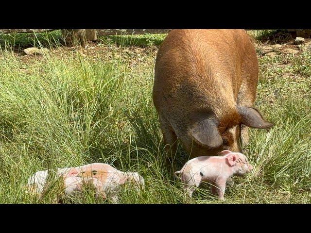 PORCO CAIPIRA É FARTURA - O ALEXANDRE FAZ TORRESMO BANHA SALAME…