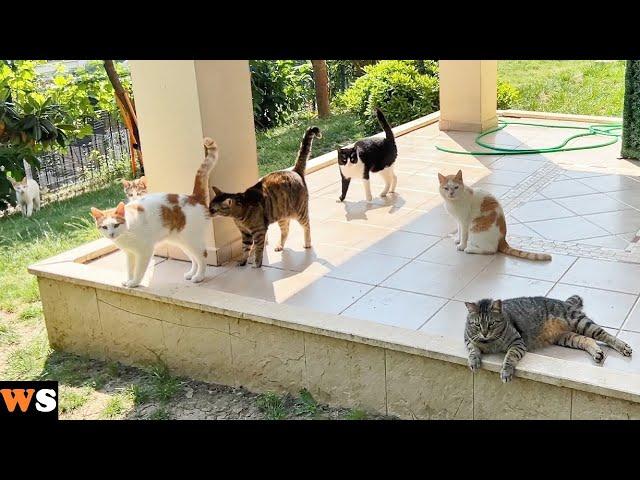 New Cat Realizes That There Are More Cats In The House Than She Thinks