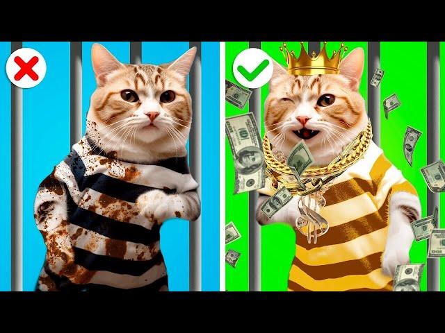 RICH Vs BROKE Kitten Rooms in JAIL! Building Secret Rooms in Jail! Funny Moments