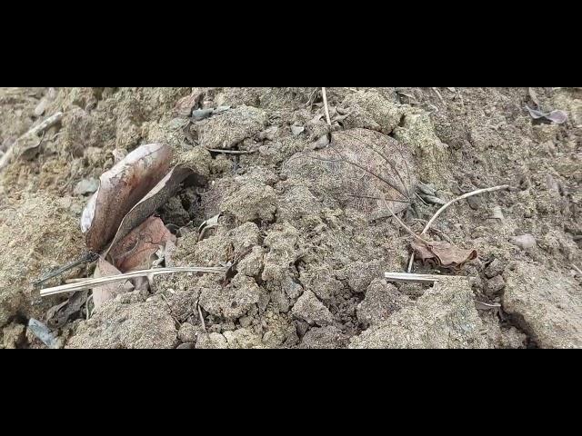 Black ants having a field day in my field