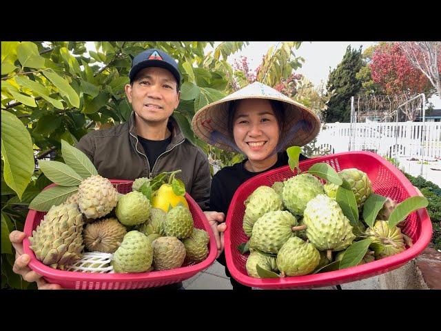 Thu Hoạch Mãng Cầu, Bưởi Thanh Trà, Tết Có Cầu Có Bưởi Quá Vui Luôn