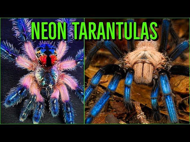 Top 10 COLORFUL Tarantulas - Beautiful Jewel Spiders