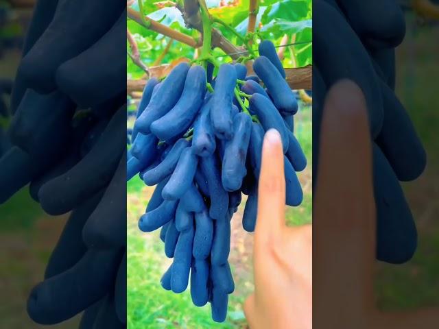 Plant This Beautiful Grape  Moon Drops Variety #satisfying #shot