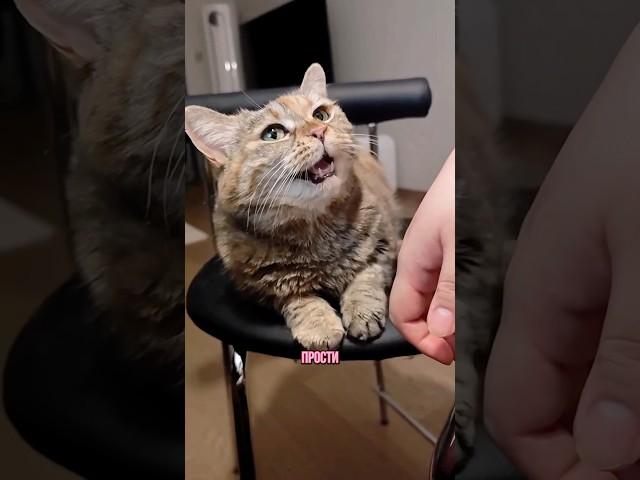 Грустный котик и покусаные цветы #говорящийкот