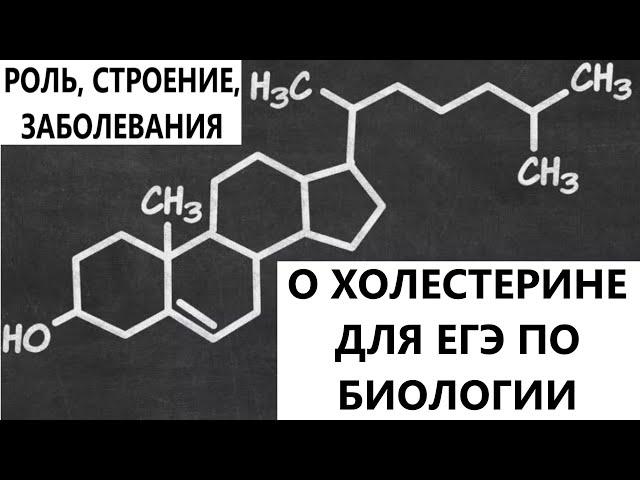 О холестерине для ЕГЭ: роль, строение, заболевания