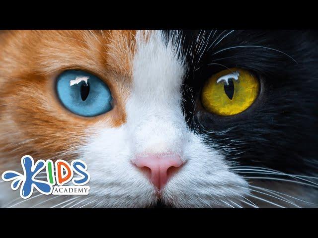 Cats | Learn more about cats for kids | Kids academy