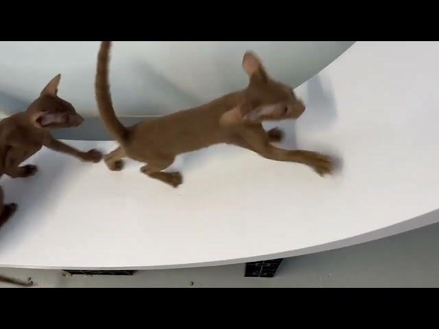 4 Month Old Oriental Shorthair kittens discovering  Ziggy-Do cat wheel