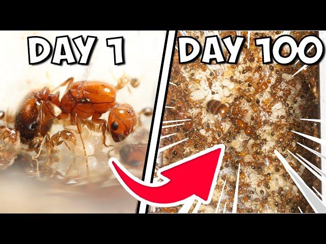 I Kept Fire Ants For 100 Days, THIS Happened