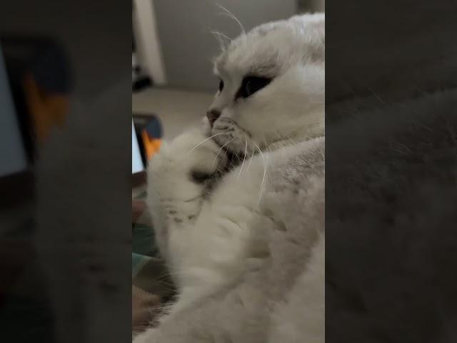 Cat grooming ASMR