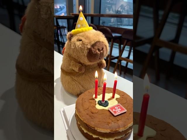 Happy birthday to Mr.Capybara~ #cute #capybara #funnyanimals #healing #happybirthday