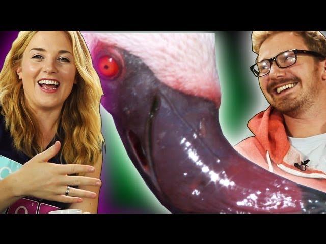 Can flamingos eat upside down? | You Asked #5 | BBC Earth Explore