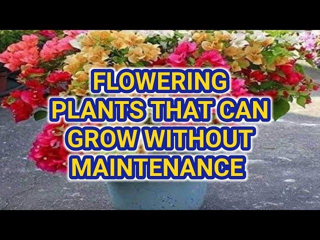 Beautiful flowering plants that can grow without maintenance | Low maintenance balcony garden plants