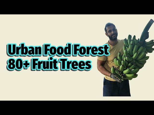 First Ever Full Food Forest Tour - Over 80 Fruit Trees