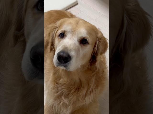 럭키야 형 마중 나가자 좋다개 저기 형이다개! 반갑다개! 반려견 나이 어느덧 8살 작았던 꼬맹이 형은 키 188cm 든든한 형과 즐거운 심부름 짐만 들면 집으로 귀소본능 리트리버