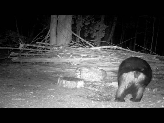 Giant black bear boar catches raccoon