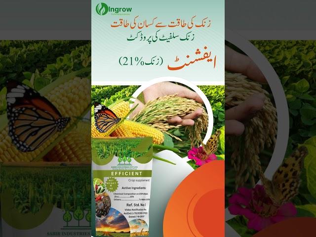  Zinc Sulphate Fertilizer – Secret to High Yield! 