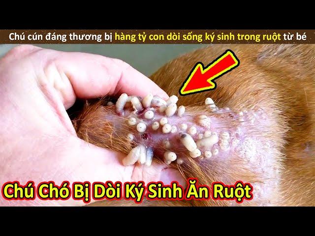 Nhím Cute Review Giải Cứu Chú Chó Đáng Thương Bị Dòi Ký Sinh Ăn Mất Ruột || Review Giải Trí Đời Sống