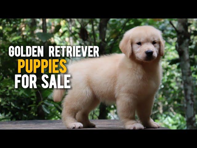 Golden Retriever Puppies For Sale | More Details On My Description.#trending#goldenretriever#dog#pet