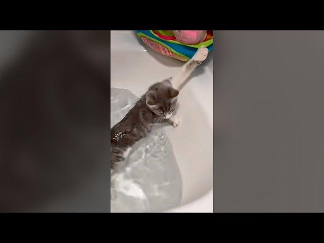 Cute Cat Falling Into Water - Funny Cat Videos 