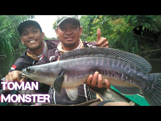 First Giant Snakehead 2019