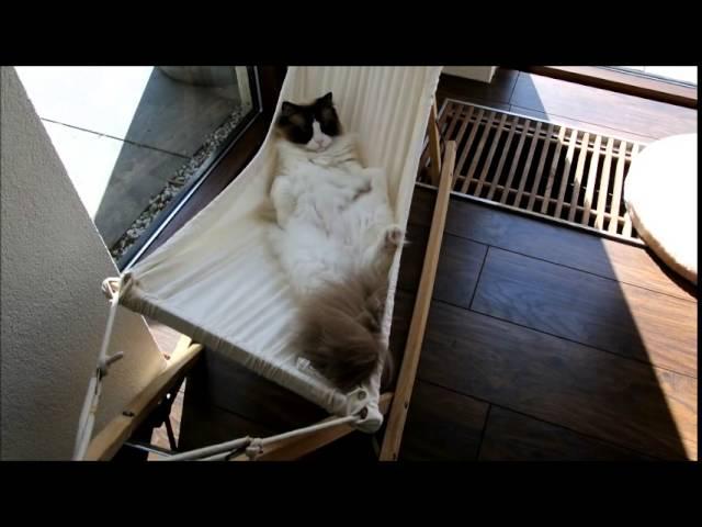 Timo the Cat and his hammock (part 3) check out his progress