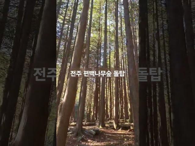 나무가 멋지더라  #귀신나올듯#편백나무#등산#전주#산행#산책 #walking #hiking
