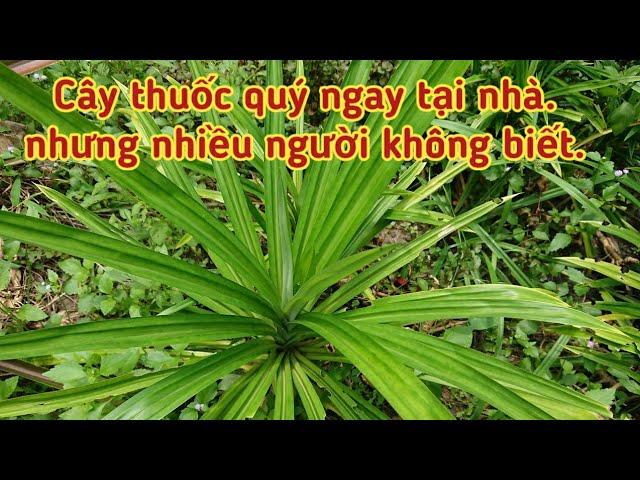 Cây thuốc quý ngay tại nhà mà ít người biết.