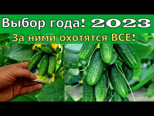 Лучший сорт огурца для посадки в 2023г. СУПЕР ОГУРЕЦ 2023