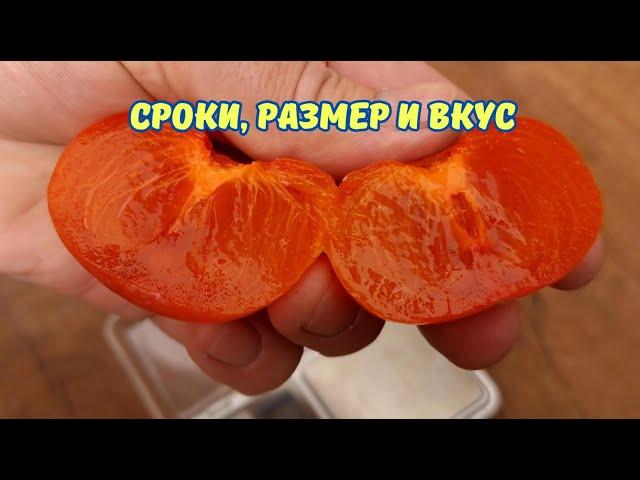 Созрела хурма Дар Софиевки, очень рано.