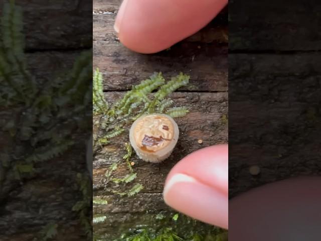 What Happens if You Open the Nest Early? Bird’s Nest Fungus #mushroom #wildmushrooms #fungi