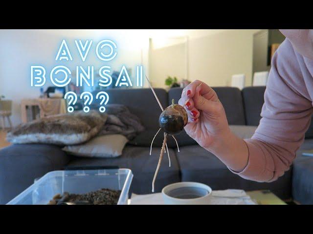 Avocado Bonsai - Starting my next PLANT PROJECT