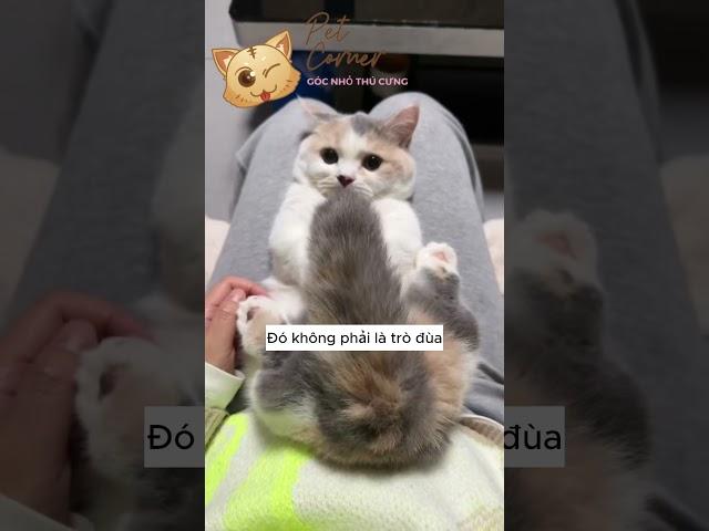 7 điều mèo muốn nói với bạn nhất (Khi loài mèo biết nói tiếng việt) - Pet Corner
