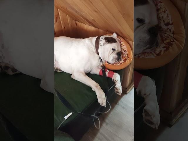 Собака на химиотерапии. Лечим рак