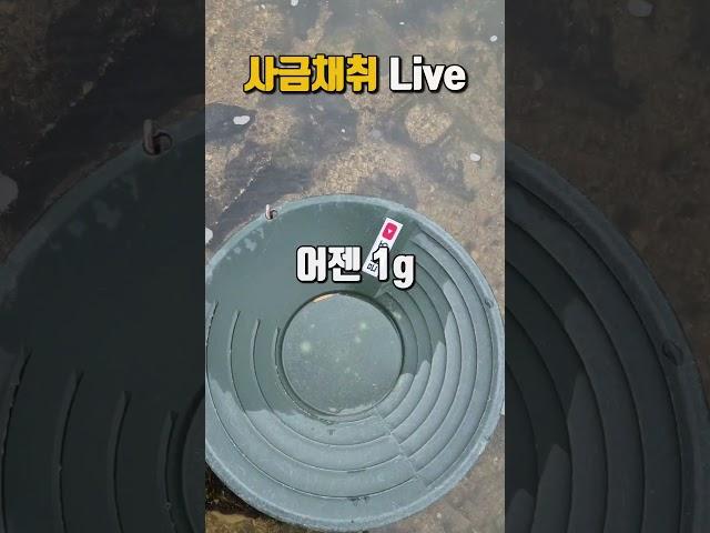 Live방송 실시간 채취사금! 어젠 1g 오늘은 1.5g?  #사금 #사금채취 #goldpannning