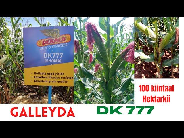 Beerashada Galleyda Ugu fiican: Maize Farming plan +254717446236  WhatsApp