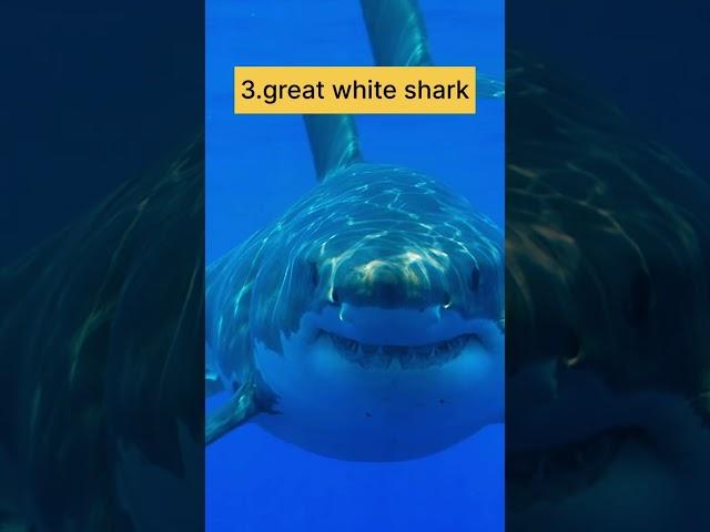 Top 10 most dangerous fishes in the world