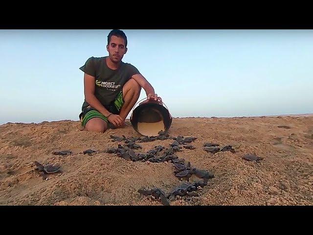 Sea Turtle Hatchlings Released into the Ocean 360 | Our Blue Planet | BBC Earth Explore