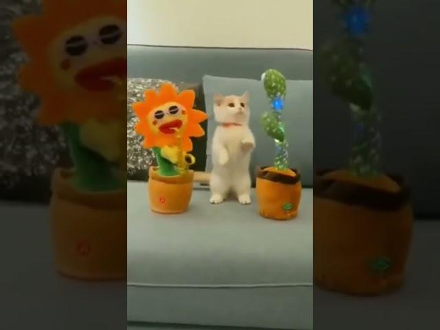 Kitty dances with viral toys