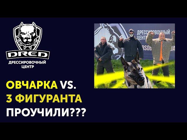 Тест Немецкая овчрака VS. три нарушителя | Овчарка охраняет | Команда фас | ЗКС | Школа DRED