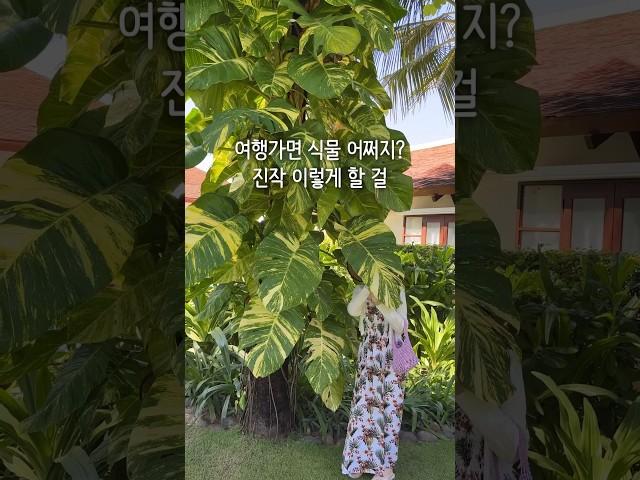 집 비울 때 최고, 물은셀프 키트 #식물 #플랜테리어 #홈가드닝