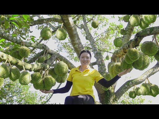 Harvesting durian and passion fruit gardens Going to the market to sell Lucia Daily life