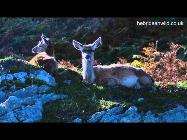 Wildlife of Corryvreckan