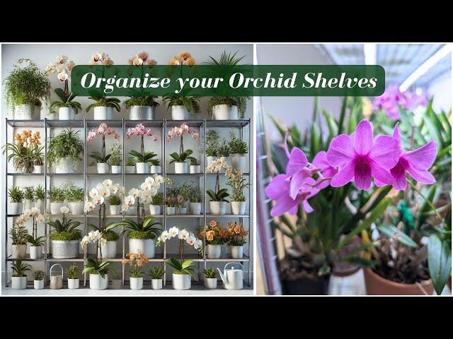 Showcase Your Orchid & Houseplant Collection: Stunning Shelf Organization for Indoor Spaces!