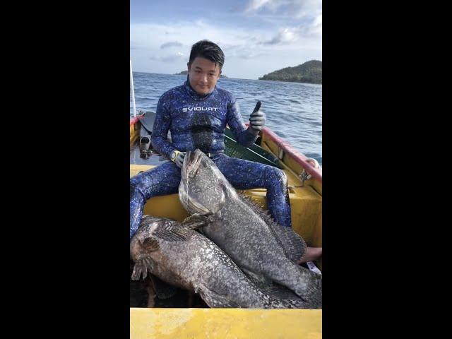 Marine free diving spear hunting grouper